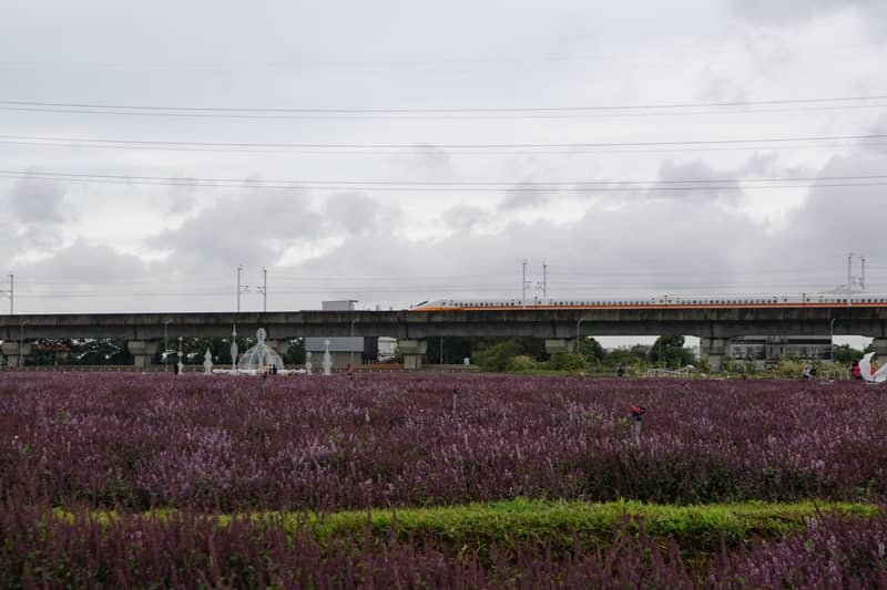 仙草花與高鐵