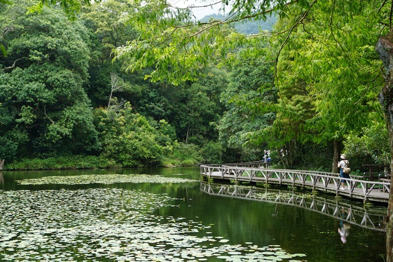 福山植物園內水生植物池與池邊的木棧道