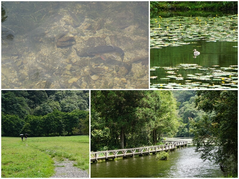 福山植物園內水生植物池的馬口魚與小鷿鷈