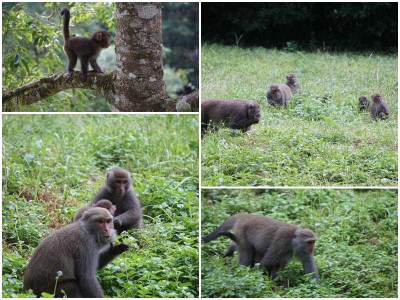 福山植物園內的台灣獼猴家族