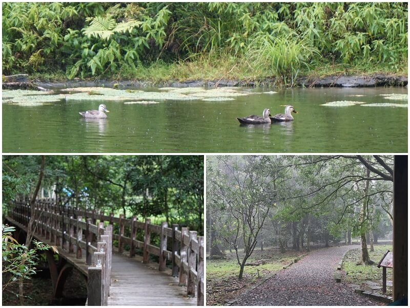 福山植物園內的鴛鴦與下雨中的園區