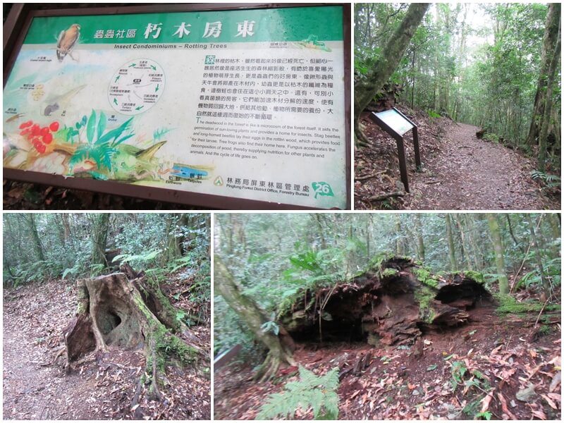 秋海棠步道看到朽木房東，是森林裡蟲子住宿的好地方
