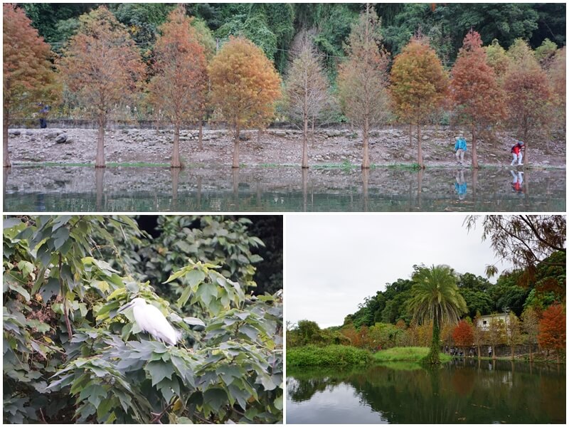 月眉人工濕地生態公園的落羽松與樹上的鳥