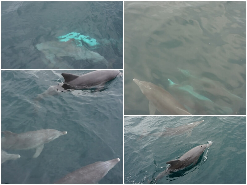 海豚離船非常近且還會翻白肚游泳