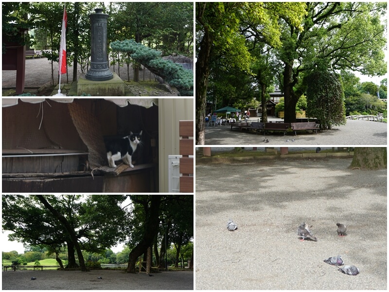 水前寺成趣園前面廣場有貓咪與鴿子在休息