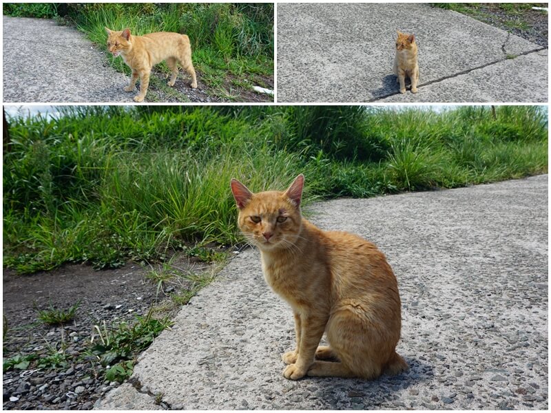 米塚草原對面停車處有隻可愛的小貓咪