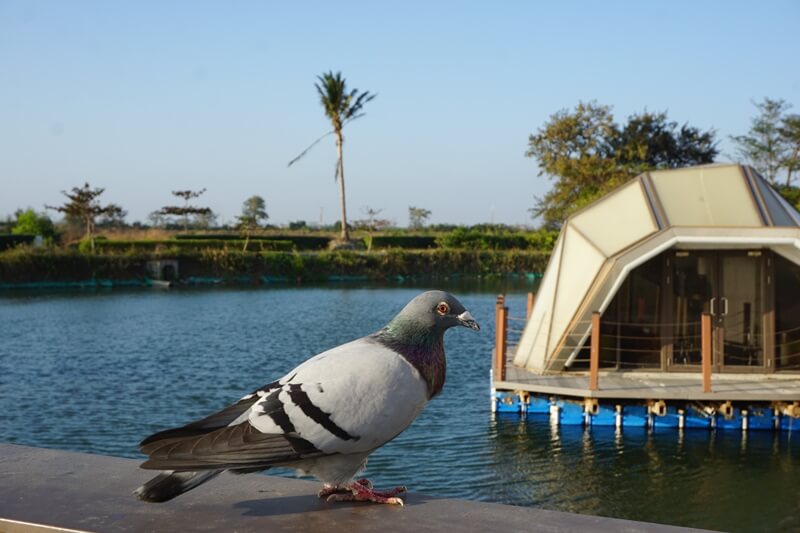 台江國家公園遊客中心橋上的鴿子