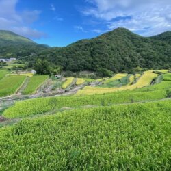 中山千枚田有美麗的梯田