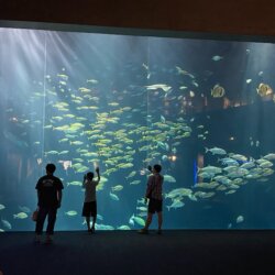 四國水族館超大的水族箱「綿津見之景」