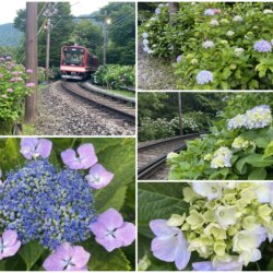 在大平台車站附近鐵道旁邊種滿了繡球花