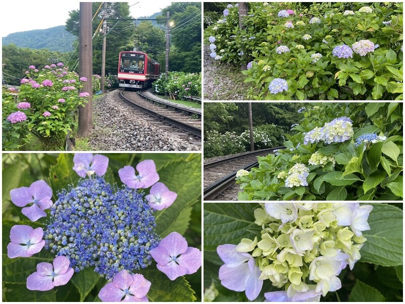 在大平台車站附近鐵道旁邊種滿了繡球花