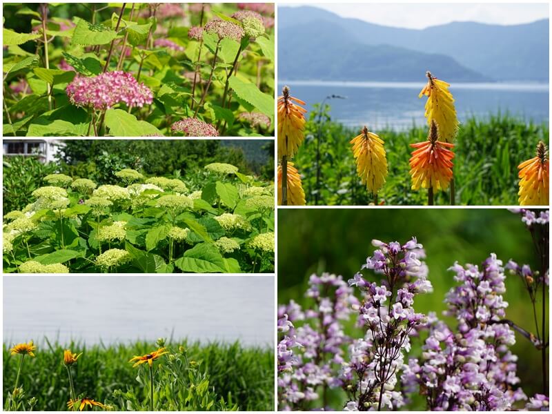 河口湖大石公園美麗的花朵