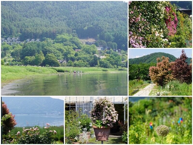 河口湖大石公園夏天美麗的花