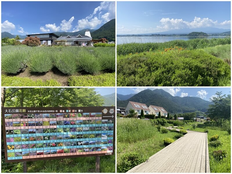 河口湖大石公園の花暦と遊歩道
