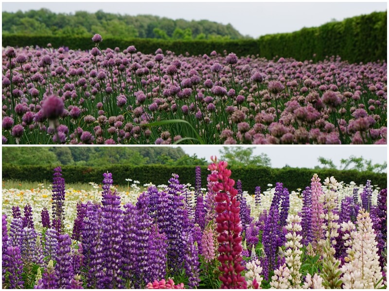 富田農場的魯冰花