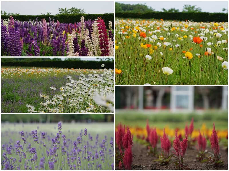 富田農場有好多美麗的花田