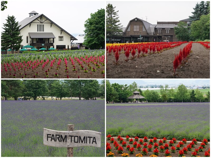 富田農場的薰衣草花田與秋之彩色花田