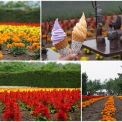 在富田農場吃薰衣草冰淇淋與哈密瓜冰淇淋