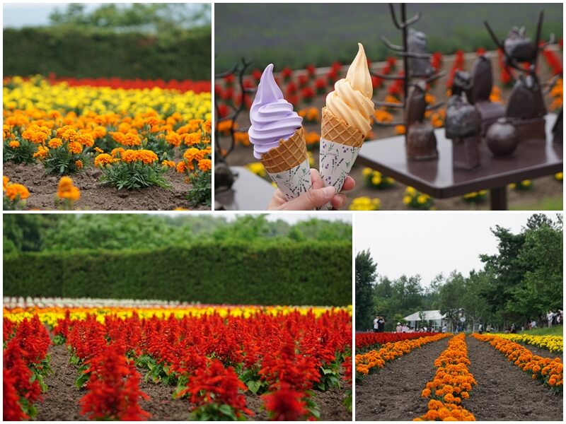 在富田農場吃薰衣草冰淇淋與哈密瓜冰淇淋