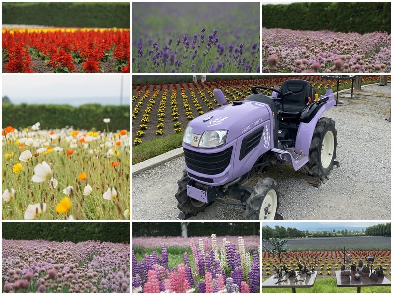 富田農場的紫色拖拉機