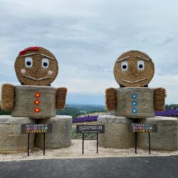 四季彩の丘の2体の麦わらロール、ロール君とロールちゃん