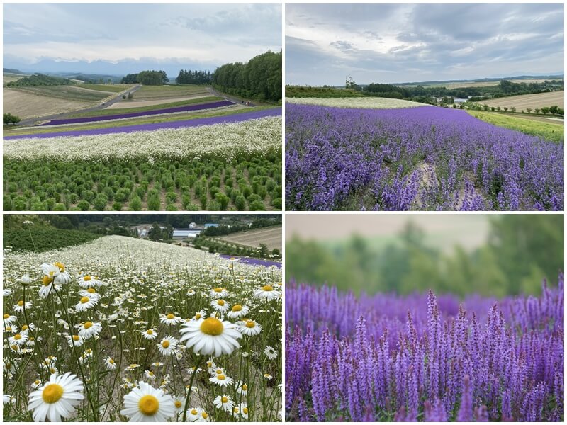 四季彩の丘のラベンダーなどの花畑