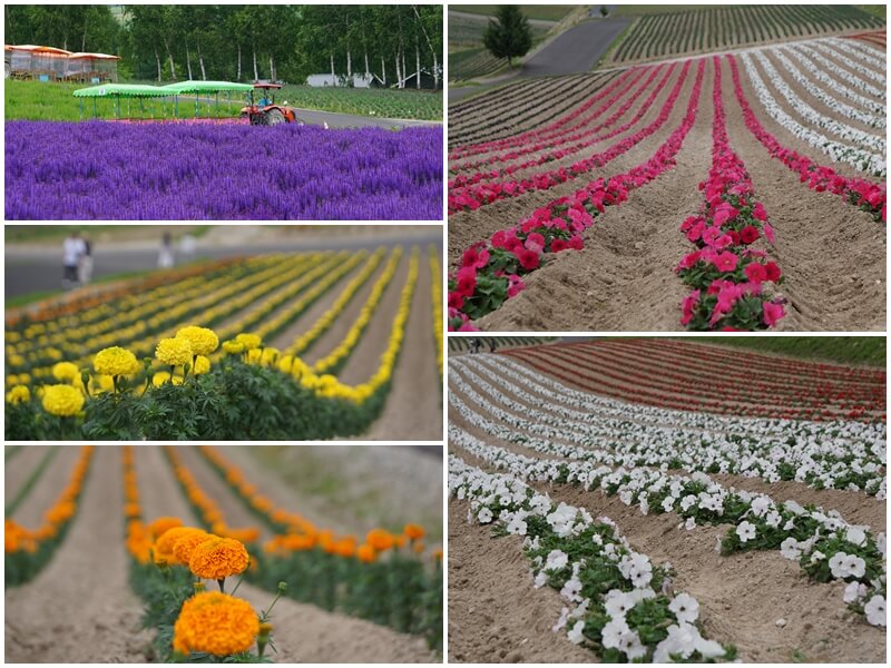 四季彩の丘の菊などの花畑