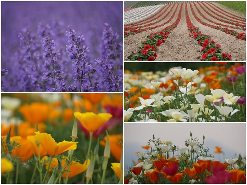 四季彩の丘のアイスランドポピーなどの花畑