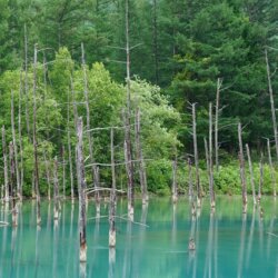青池的湖水很清澈