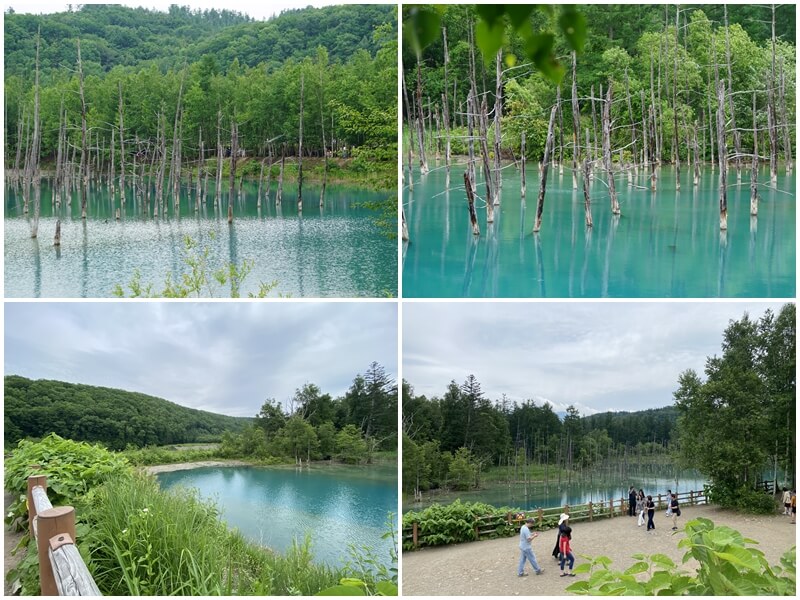 青池的湖面很長