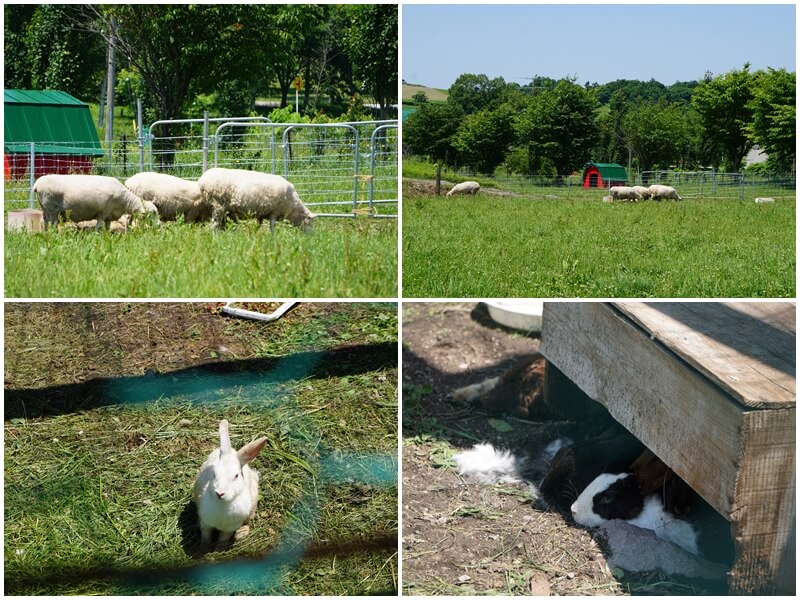 在Lake Hill Farm牧場看綿羊與兔子