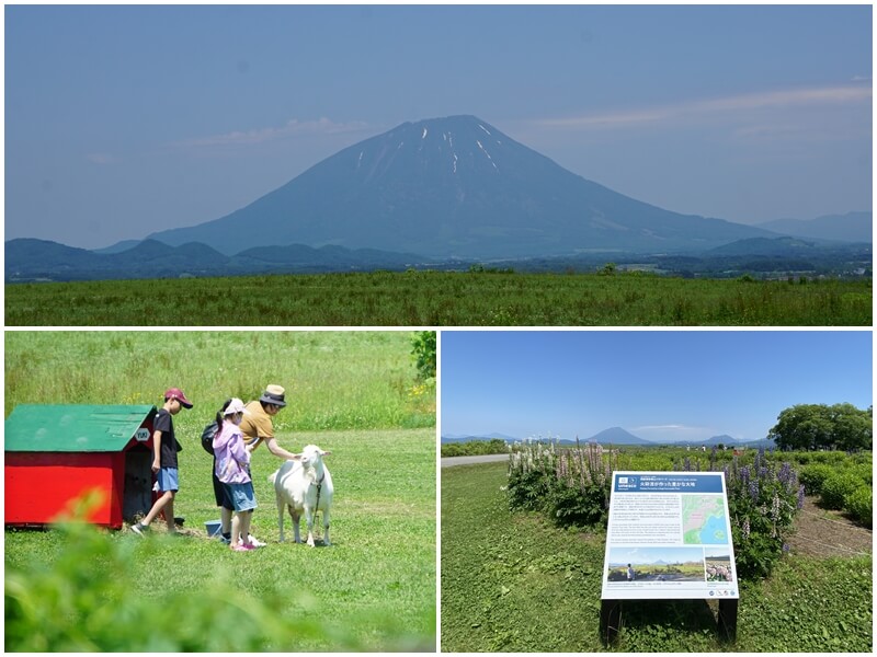 Lake Hill Farm牧場遠眺羊蹄山