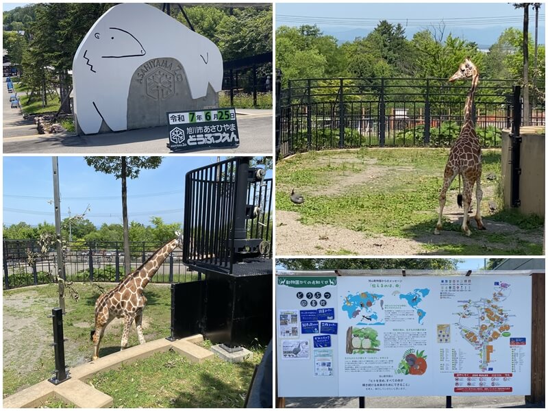 旭川動物園的長頸鹿