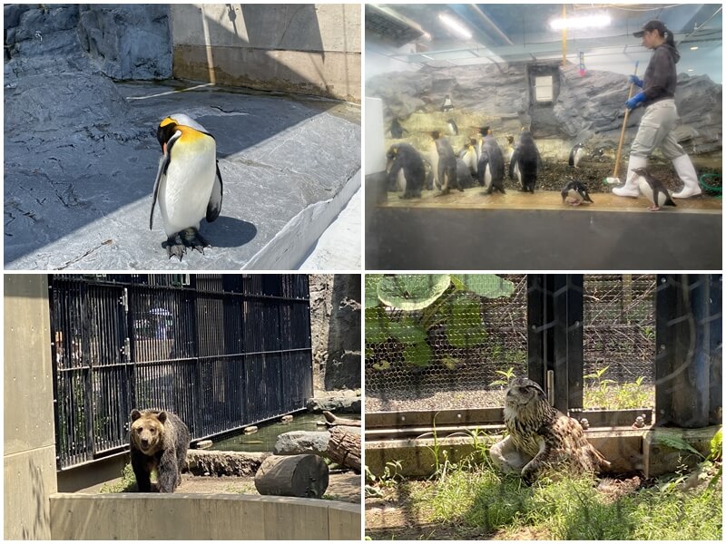 旭川動物園的國王企鵝