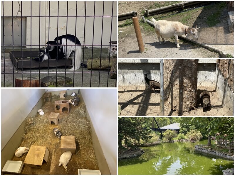 旭川動物園的山羊與小白兔