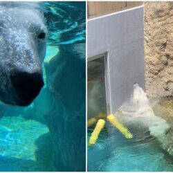 旭川動物園的北極熊