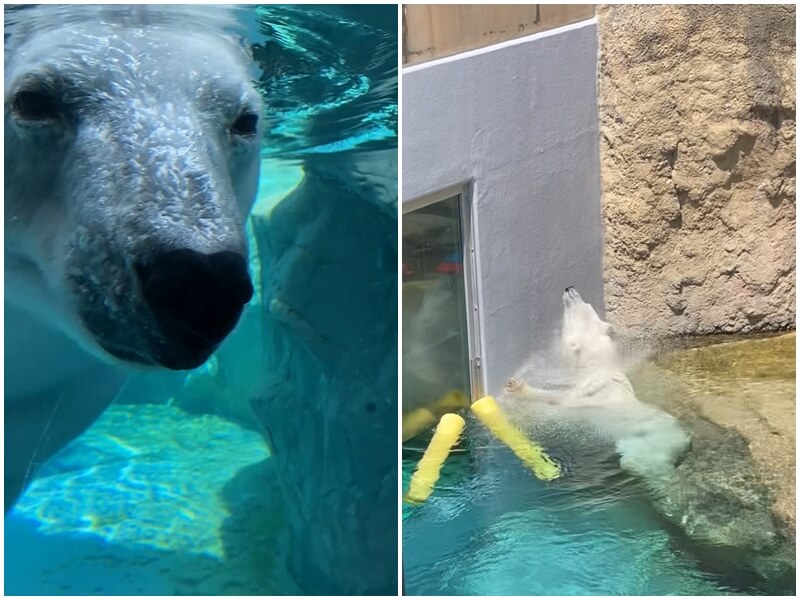 旭川動物園的北極熊
