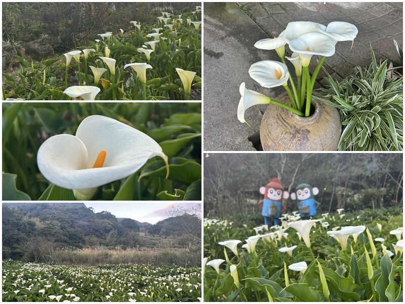 苗榜海芋花園餐廳2月份海芋就開花了