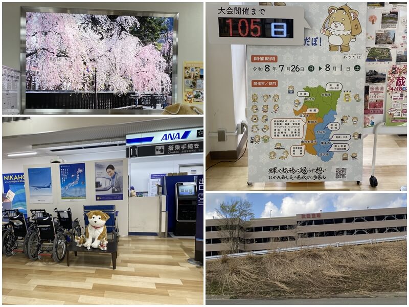 Cherry Blossoms at Kakunodate Samurai District and Akita Dog Plush Toys at Akita Airport