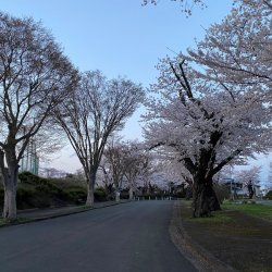 水澤公園道路旁種滿了櫻花