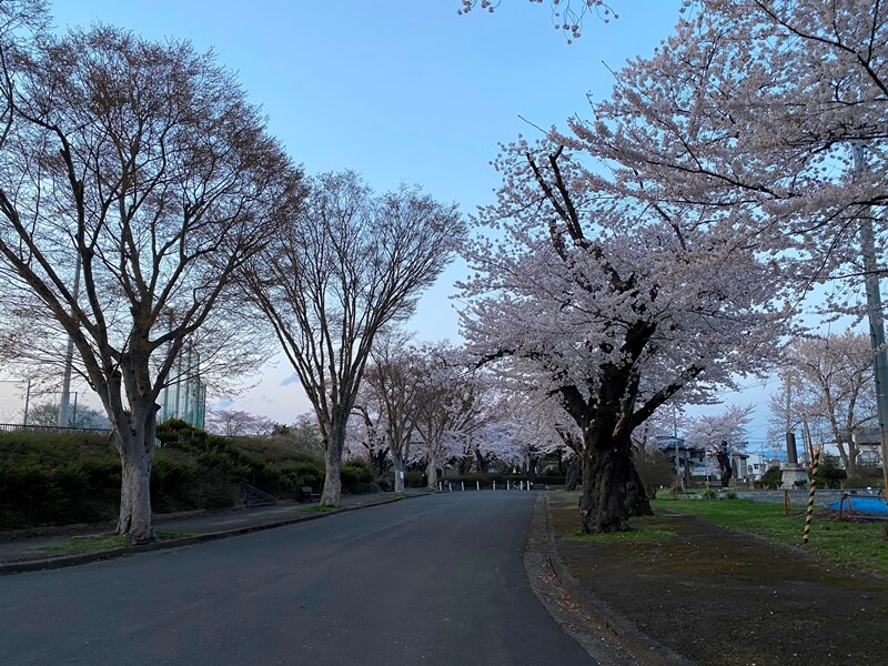水澤公園道路旁種滿了櫻花