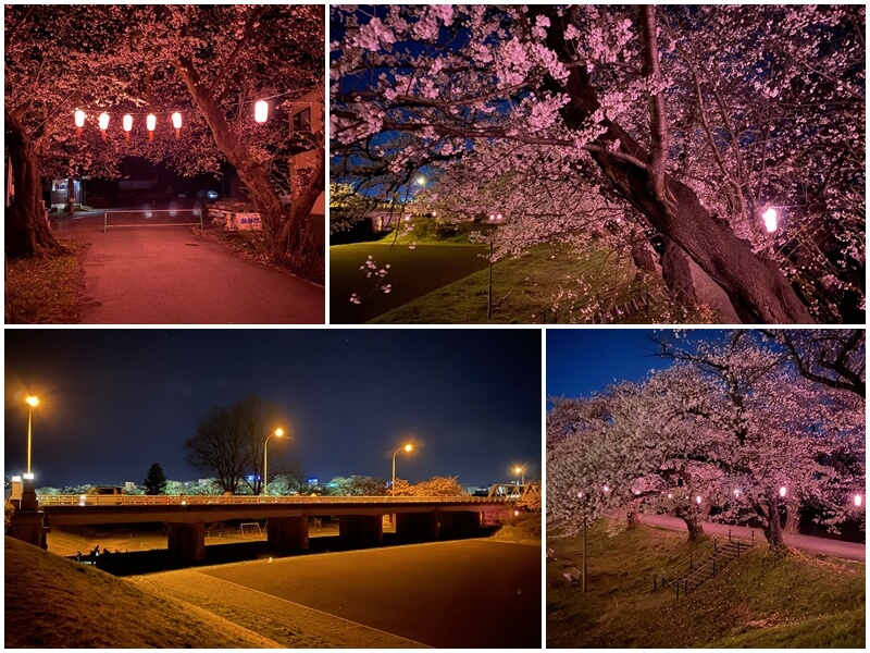 北上展勝地珊瑚橋旁邊就有夜櫻點燈