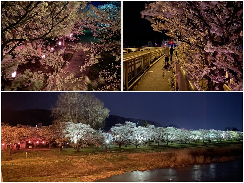 從珊瑚橋旁看北上展勝地夜櫻點燈